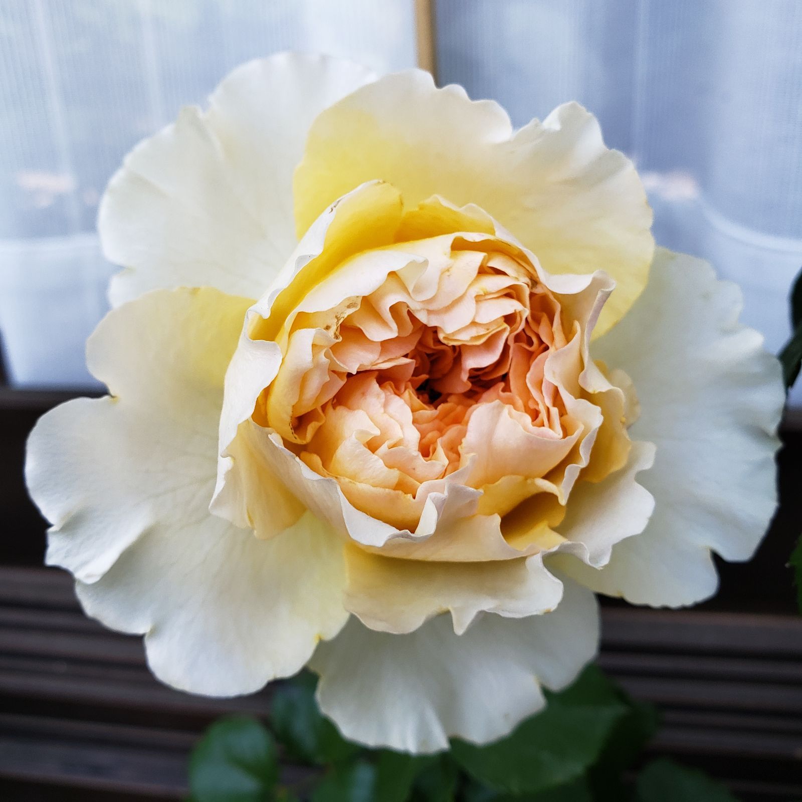 希少　DAローズ　ベアトリス バラ苗 DAローズ ベアトリス - メルカリ