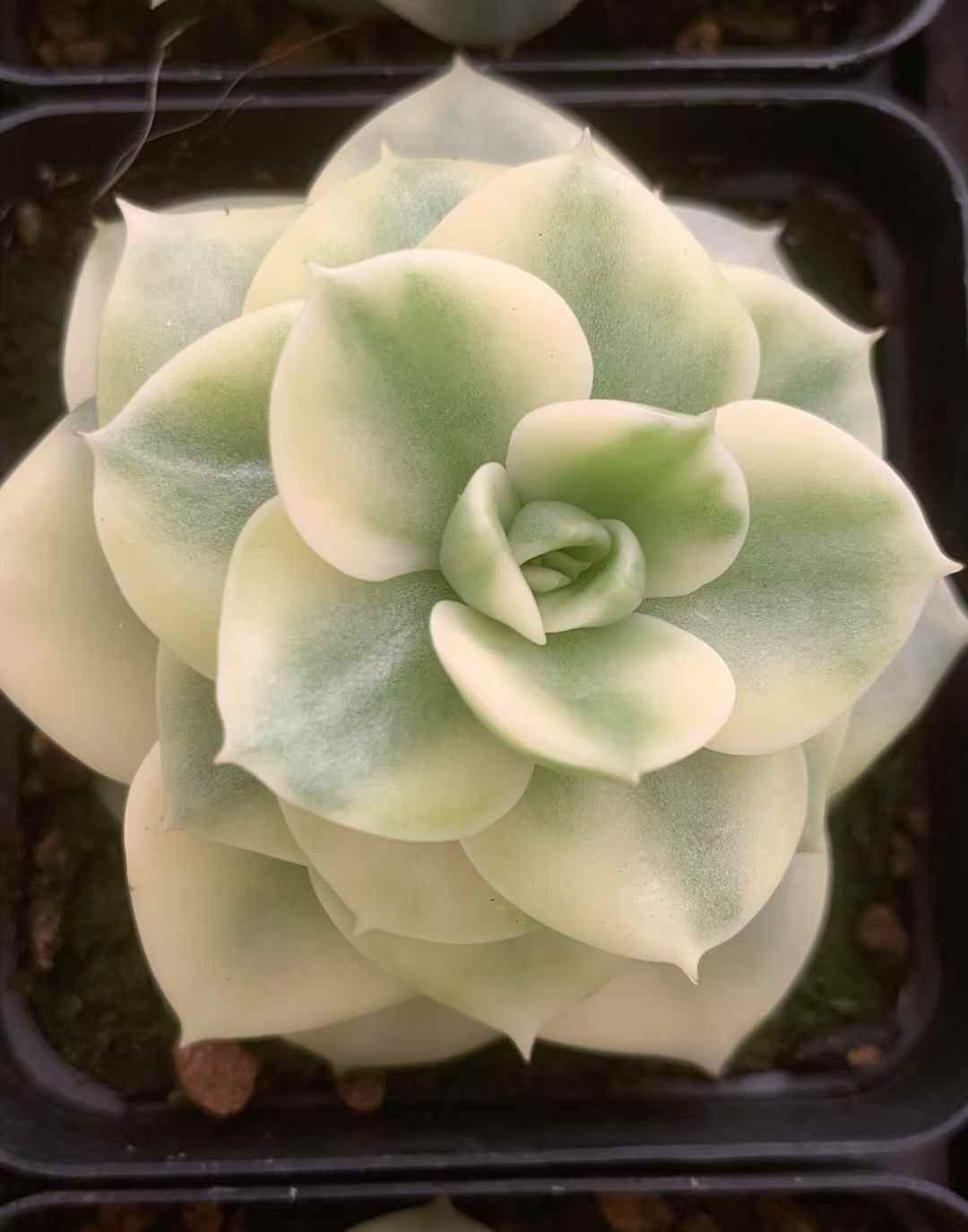 54株の抜き苗セット ローリー錦 多肉植物 佐川急便発送 エケベリア 韓国苗 LX47