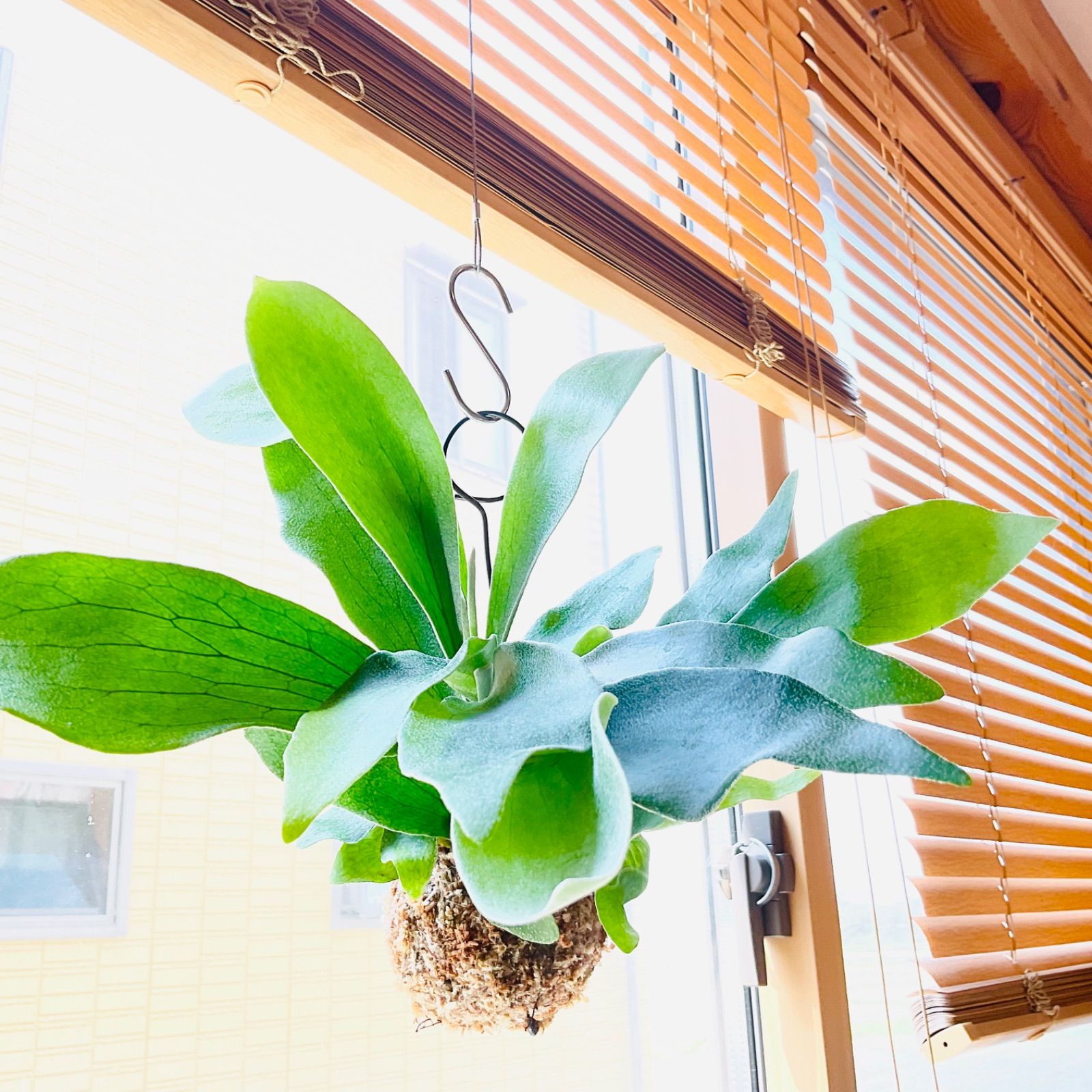 ビカクシダ・ビーチー 苔玉仕立て ※メルカリ便発送 【大株、一点物