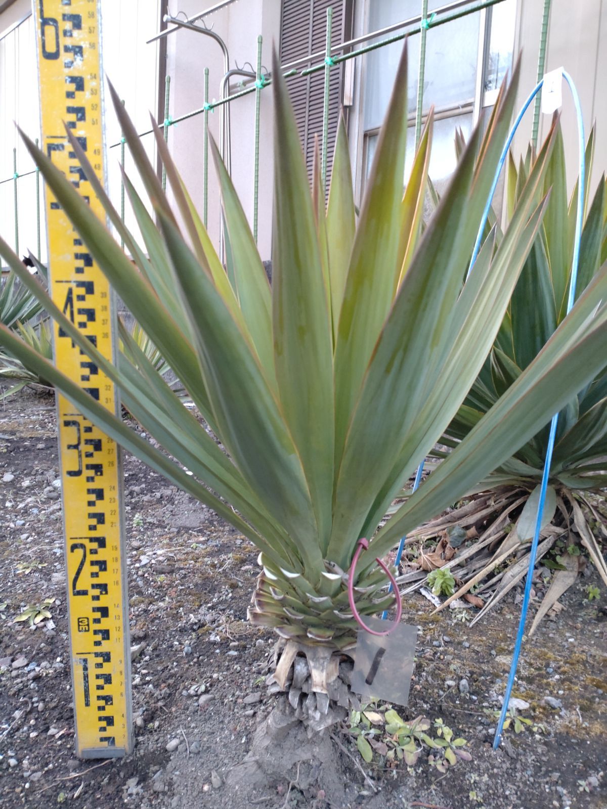 ユッカ グロリオサ キミガヨラン 安心の発根株