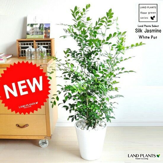 ① ナツメヤシ 耐寒性ヤシ 8号鉢 高さ110cm 実生5年生 現品 ナツメヤシ