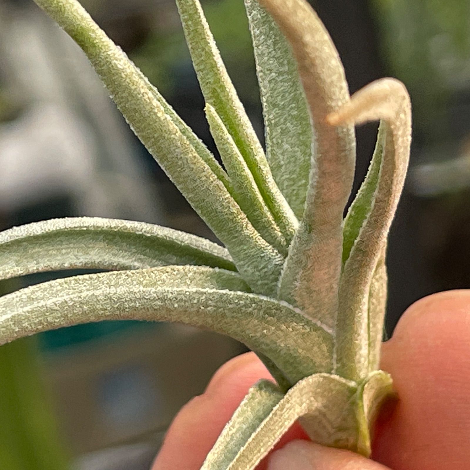 HR＊チランジア ビオラセイフローラ Tillandsia violaceiflora