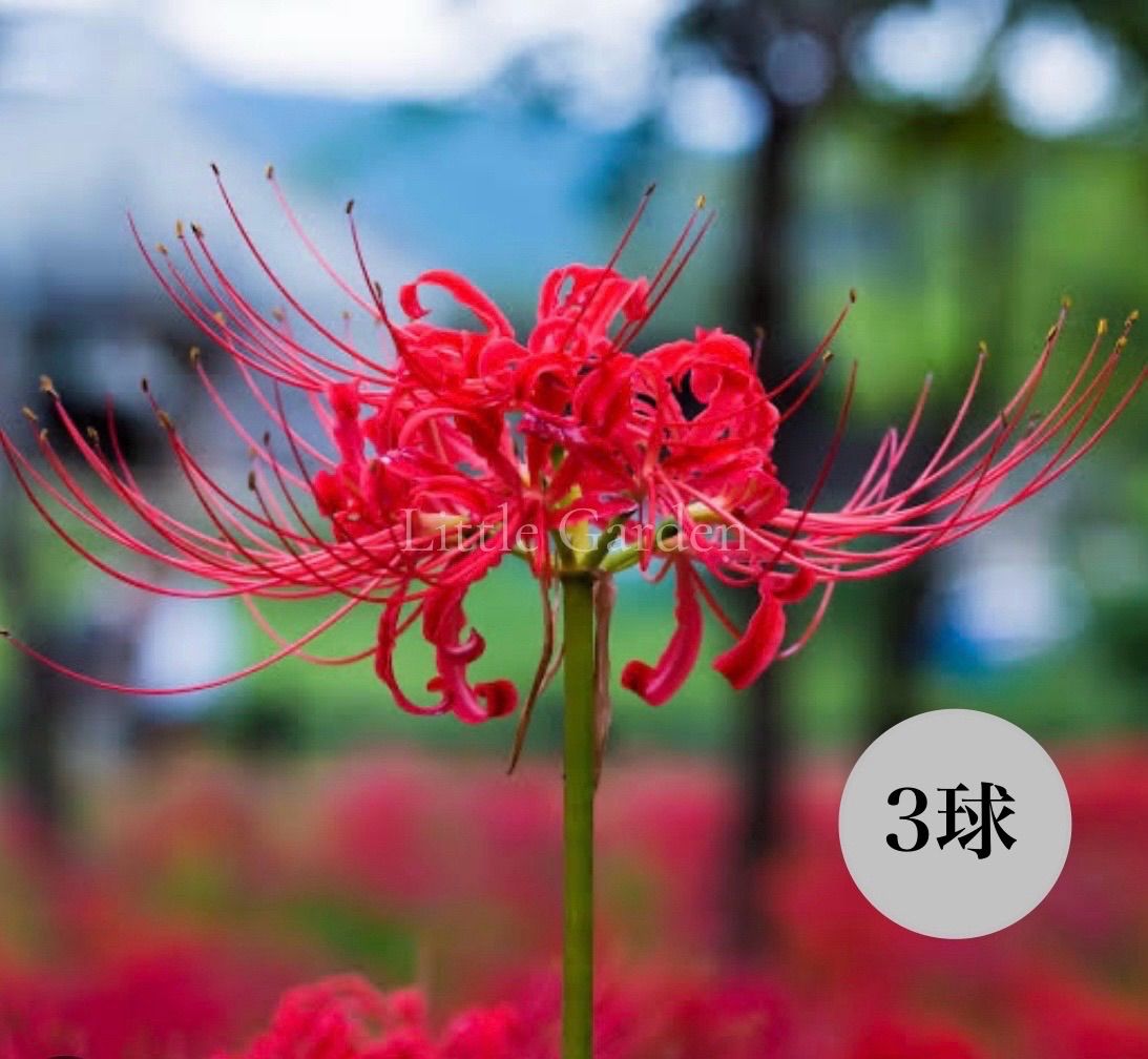 彼岸花　リコリスの球根　100サイズの箱いっぱい。1箱限定 61UfNhKUn-L._UF350,350_QL50_.jpg