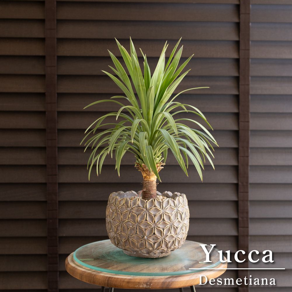 ユッカ デスメティアーナ Yucca Desmetiana ヤシ 幹立ち 5号 陶器鉢