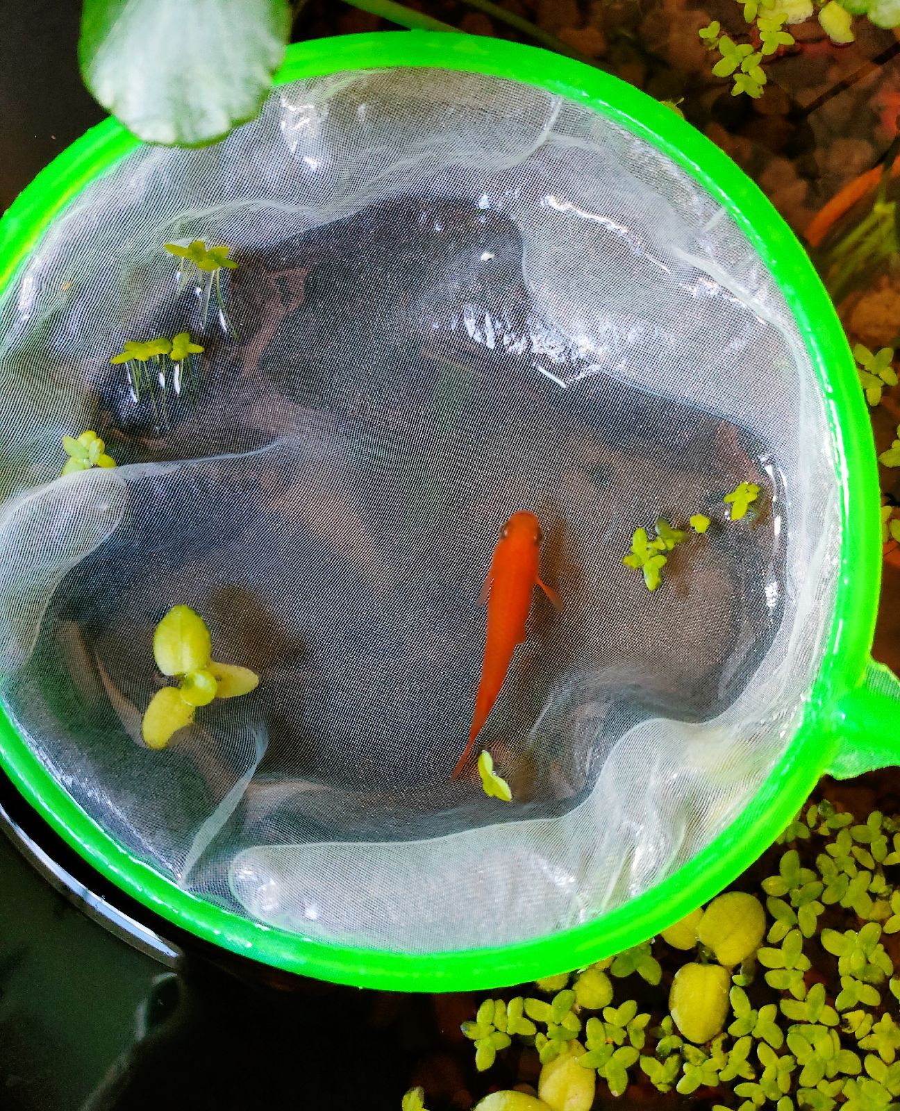 密網2本 ごみ取りネット 魚掬う ミジンコ メダカ 金魚 熱帯魚 水槽 玉網タモ メルカリShops