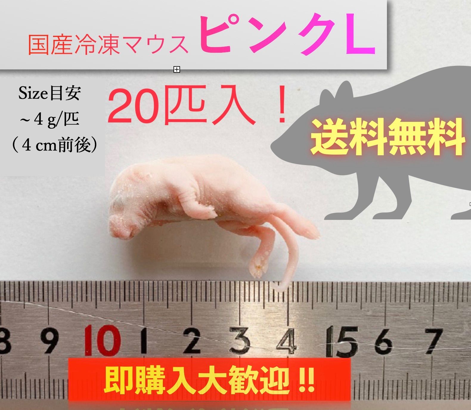 【送料無料】国産冷凍ピンクマウスL 20匹入@即購入OK！北海道・沖縄の方も送料無料です！