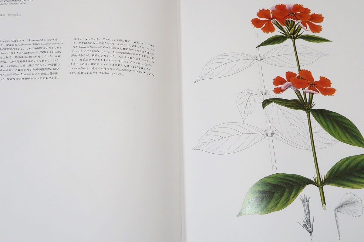 シーボルト「原色精密 日本植物図譜」 Amazon.co.jp: 原色精密日本植物図譜: シーボルト・フロラ