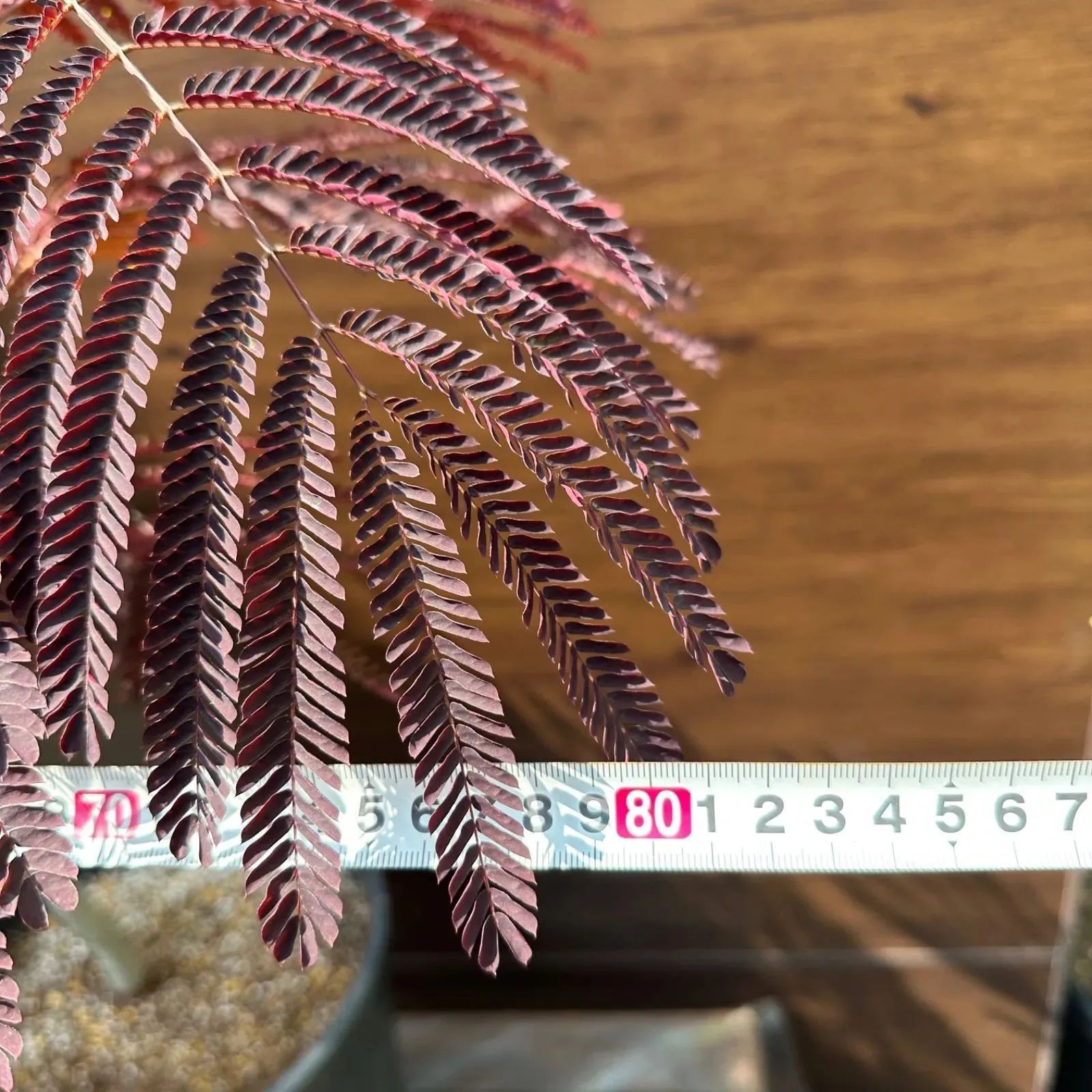 シンボルツリー