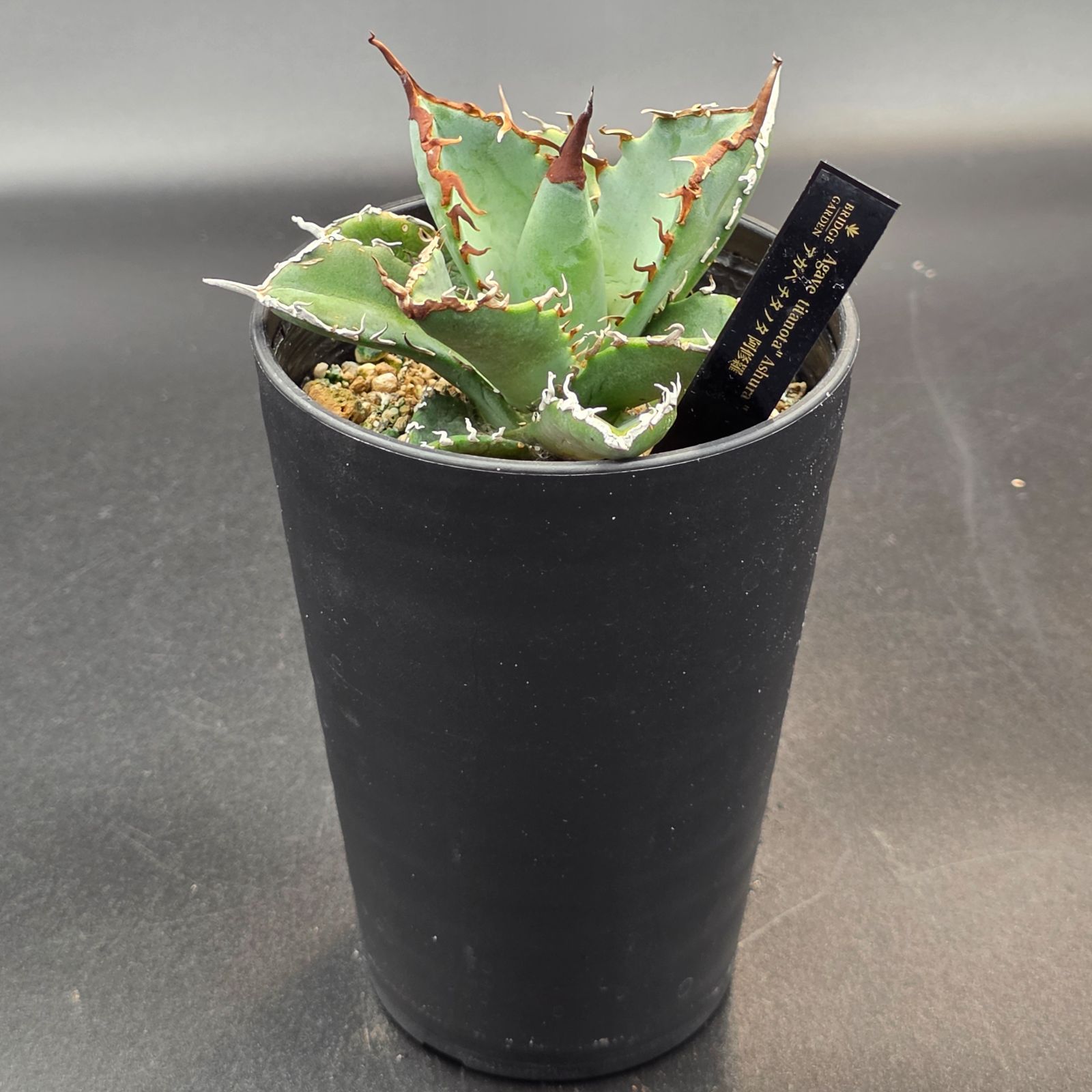 アガベ チタノタ 阿修羅 (Agave titanota 'Asura') - メルカリ