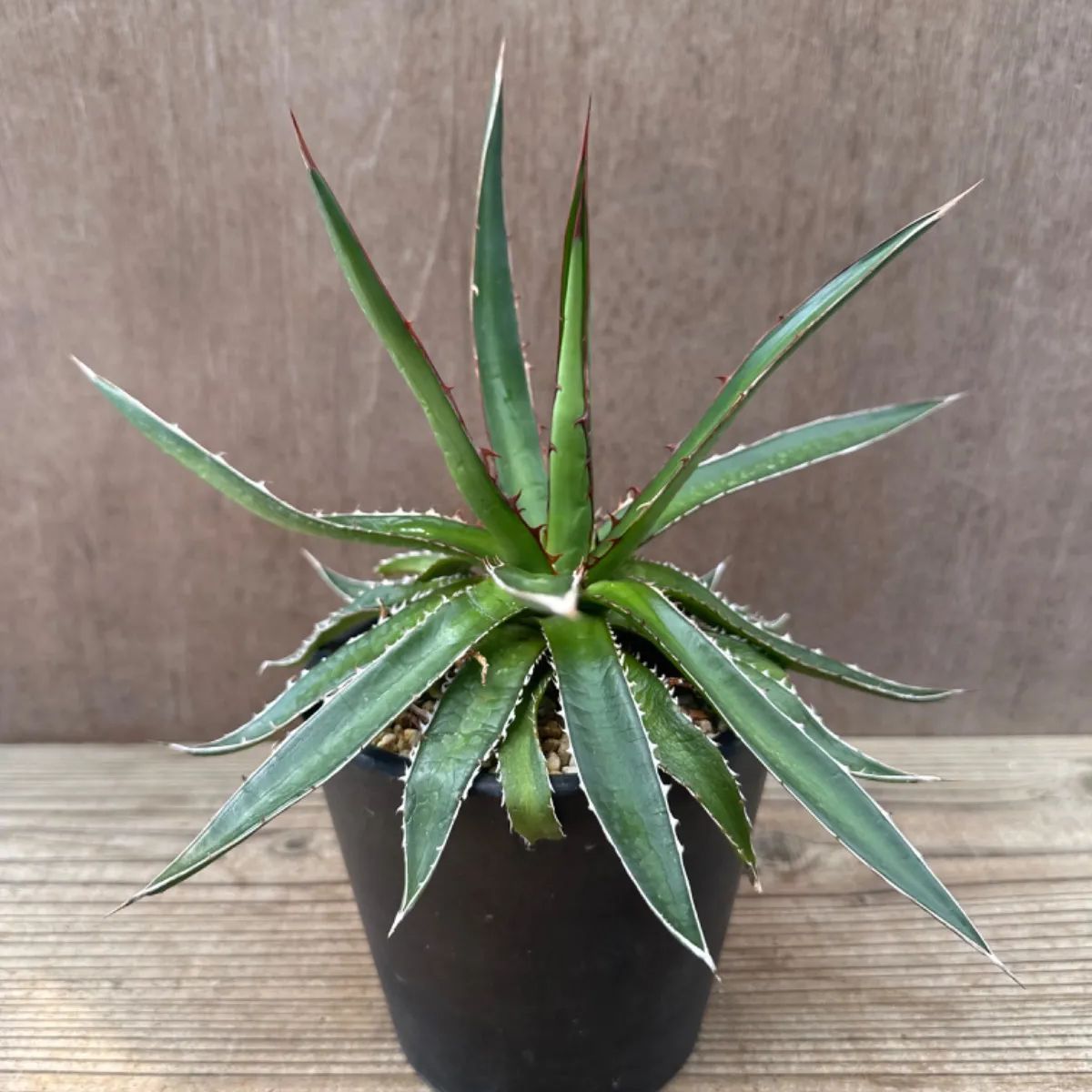 アガベ ガルシア メンドーサ 現品 Agave garciae mendozae アガヴェ センチュリープランツ 竜舌蘭 リュウゼツラン ガルシアエ  メンドーサエ 観葉植物 観葉 植物 グリーン - メルカリ