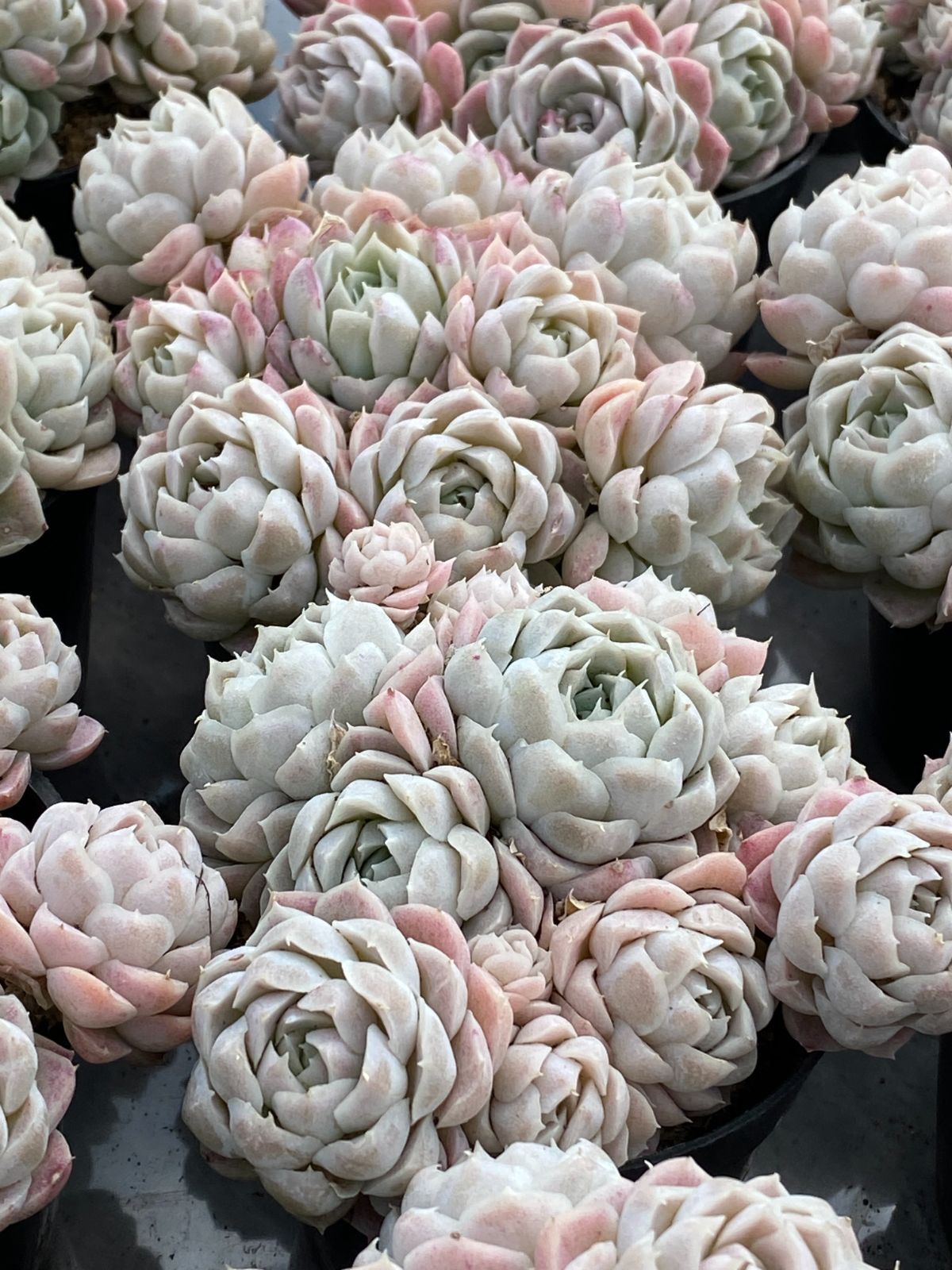 r*く様 D527　白月影　抜き苗　21株　多肉植物 エケベリア 韓国苗 サボテ 抜き苗 シロツキカゲ DP527×21株 ふっくら 多肉植物 エケベリア