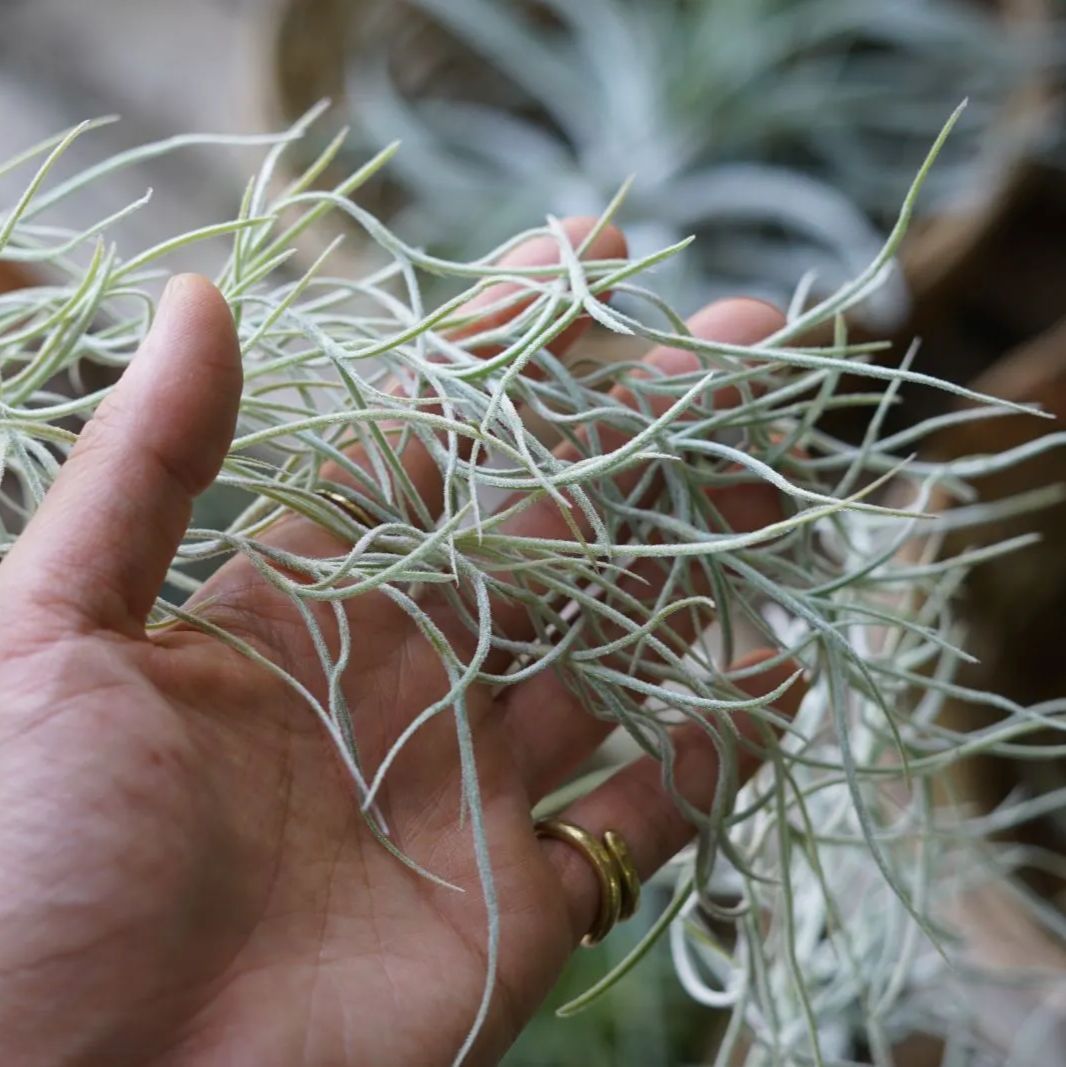 【専用商品】　チランジア　ウスネオイデス　大束8つ　スパニッシュモス 専用商品】 チランジア ウスネオイデス 大束8つ スパニッシュモス