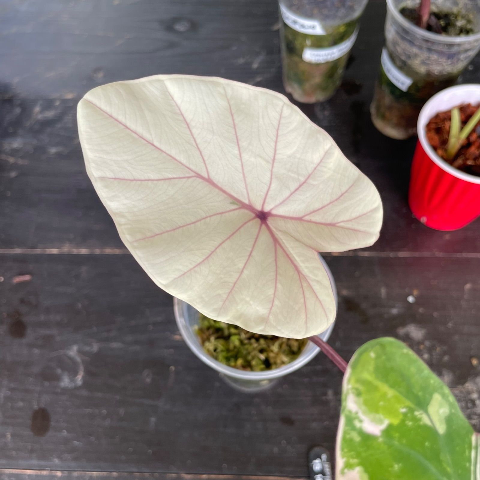 希少 コロカシア ピンクサファイア Pink Sapphire 観葉植物 希少】 コロカシア ピンクサファイア Colocasia Pink sapphire - メルカリ