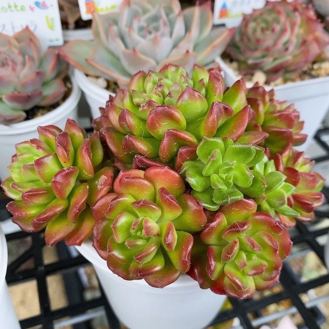 多肉植物　韓国苗　レッドグラス Amazon.co.jp: ！！多肉植物 超レア レッドチャントリー錦 大苗