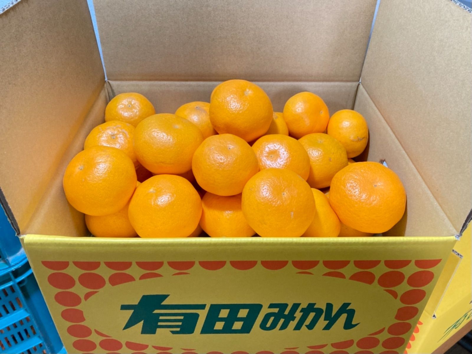 和歌山県由良町産　はるみ　10kg 送料無料】はるみ 10kg 和歌山 最も安い 有田 みかん 家庭用 甘い