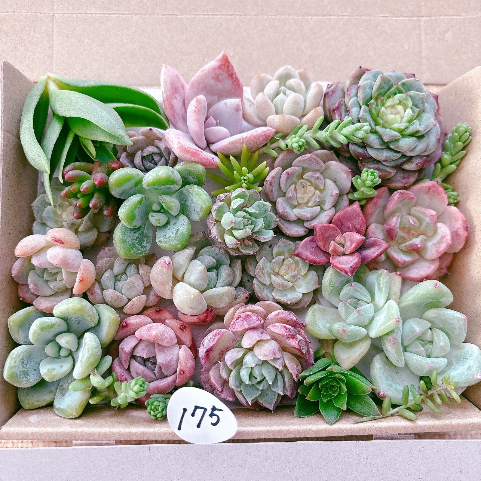 175 多肉植物寄せ植えセット - メルカリ