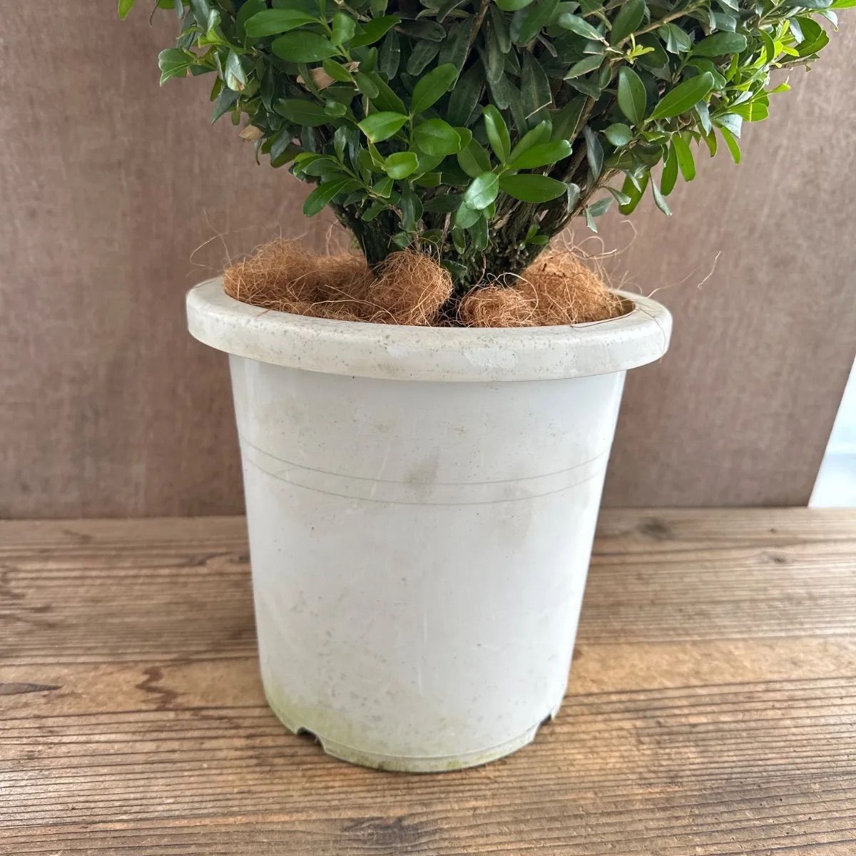 現品】ツゲ ウィンタージェム ハート ② 8号 1本 観葉植物 観葉 植物