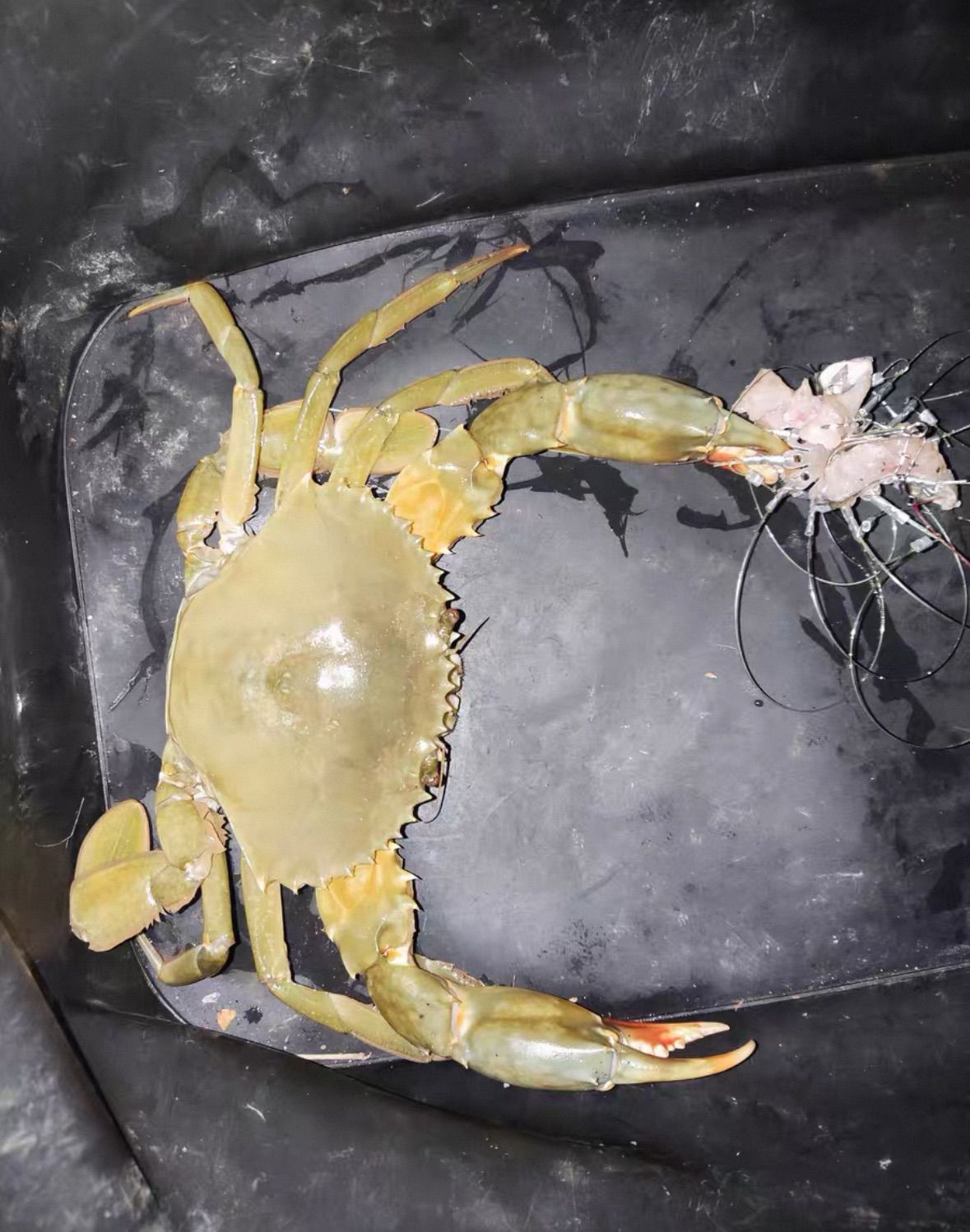 世界に1つ◼️超カッコイイまん丸な溶岩石の金彩ロックアート『オクトパシスタ』 世界に1つ◼️超カッコイイまん丸な溶岩石の金彩ロックアート