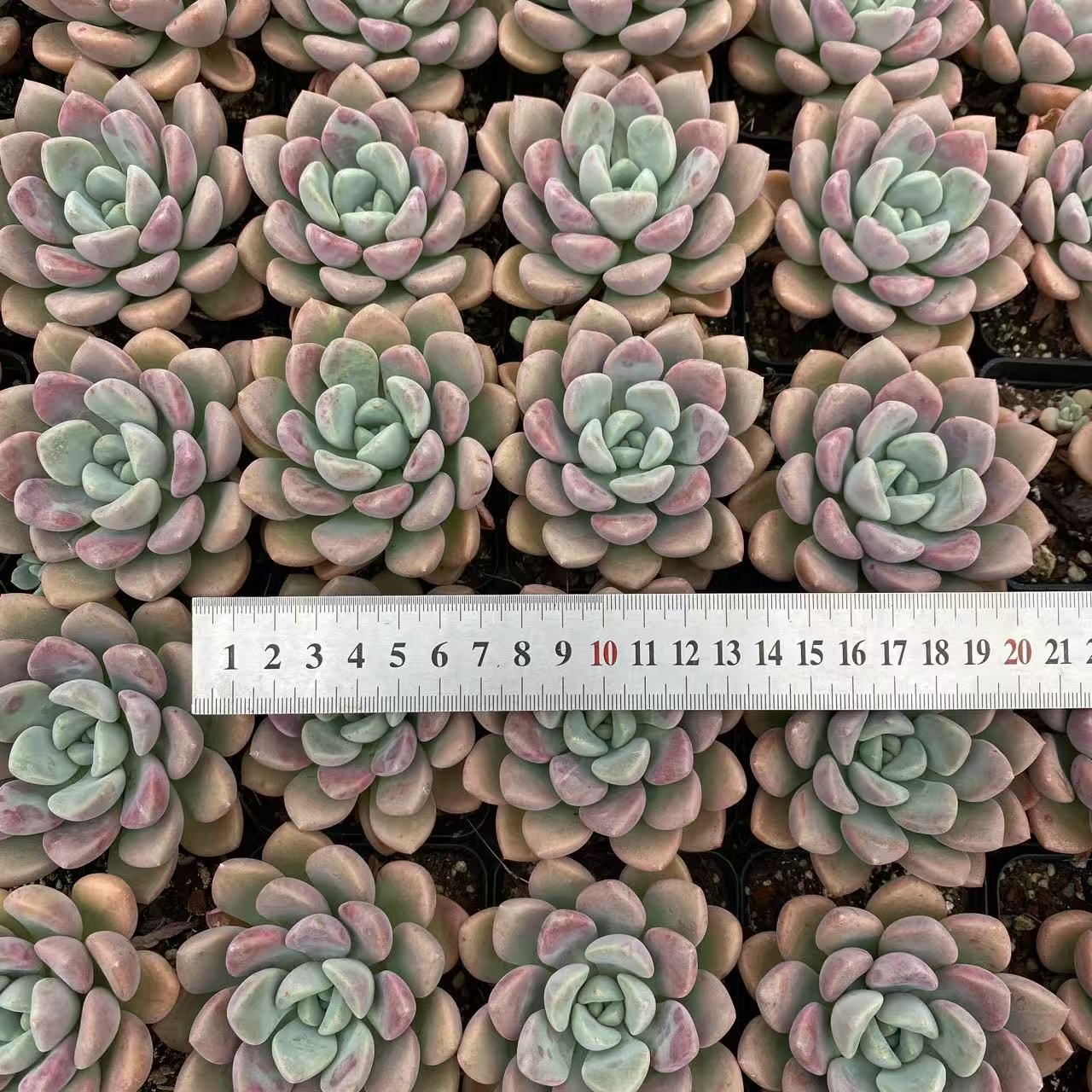 多肉植物セット（エケベリア・セダム）*3 多肉植物 スターター