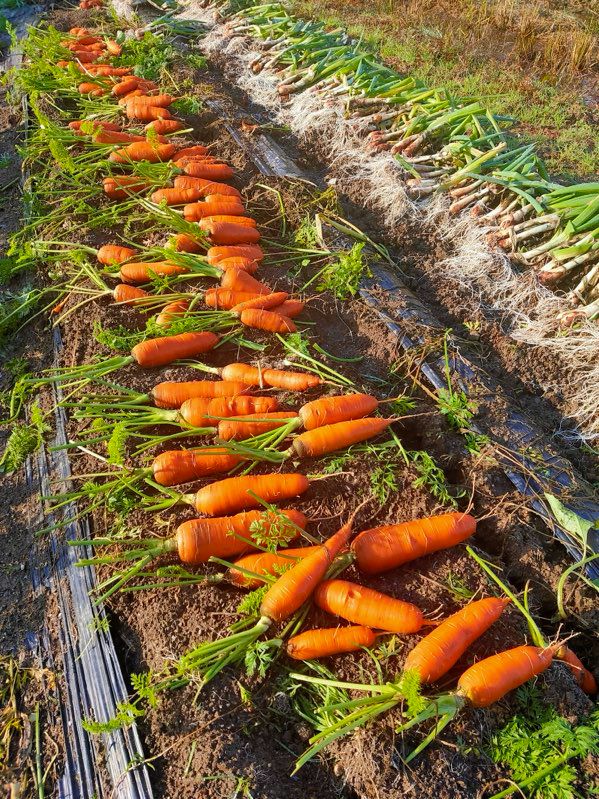 特大大容量！ 秋田県産 自然農法 野菜セット サイズ100以上 - メルカリ