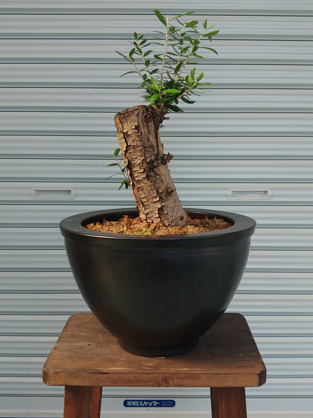 オリーブの木 ミッション 盆栽風 8号 約40cm 現品販売 オリーブの木