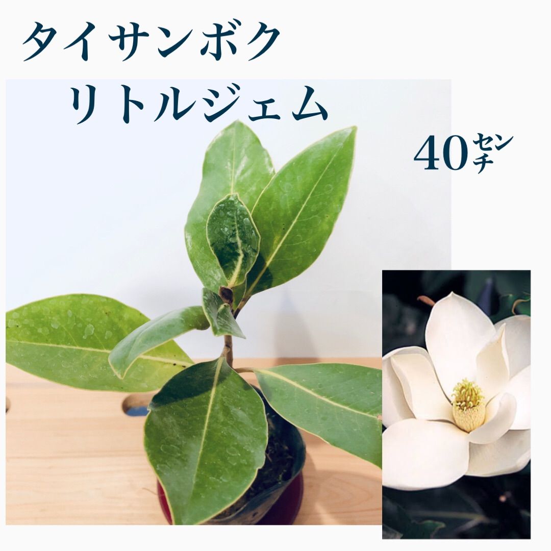 タイサンボク リトルジェム 苗 苗木 【い】 泰山木 ドライ