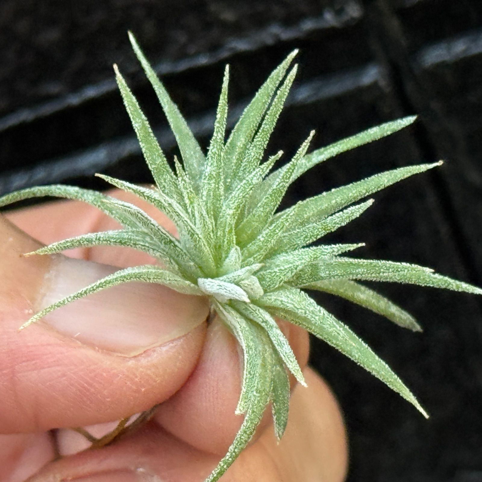 チランジア イオナンタ モンストローズ (モンストローサ) Tillandsia