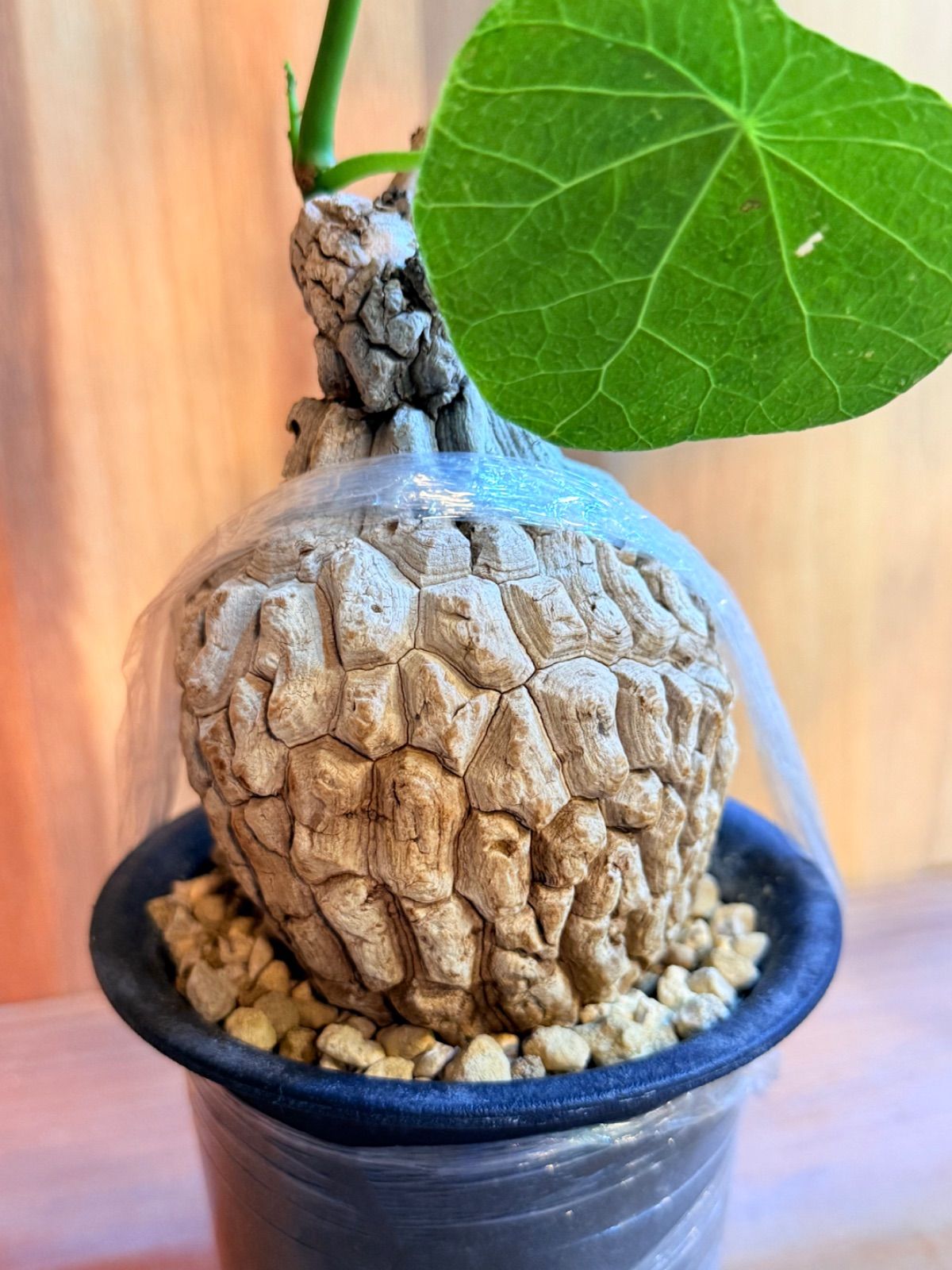 柳*様 【極美株/塊根植物】ステファニア スベローサ　　セレクト小株　発根済み 極美株/塊根植物】ステファニア スベローサ セレクト小株 微発根 柳*