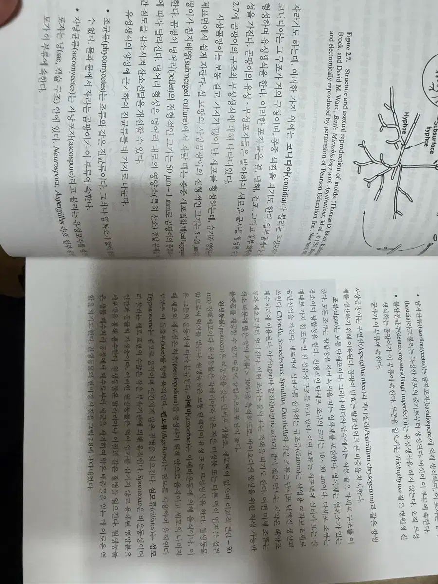 バイオプロセスエンジニアリング 3 プラーク USTAUSTRALIA_COM_AU