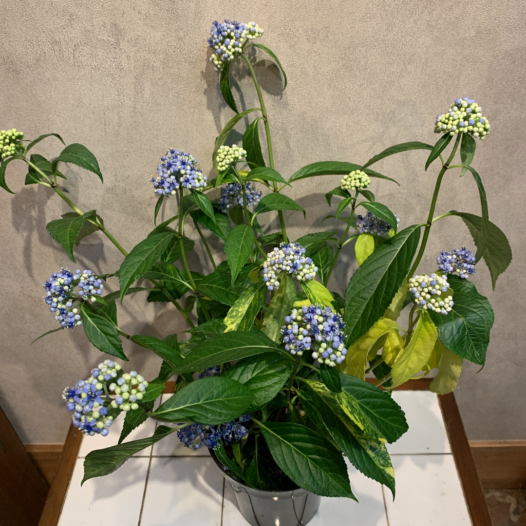 メルカリshops 希少 斑入り 常山アジサイ 5号鉢