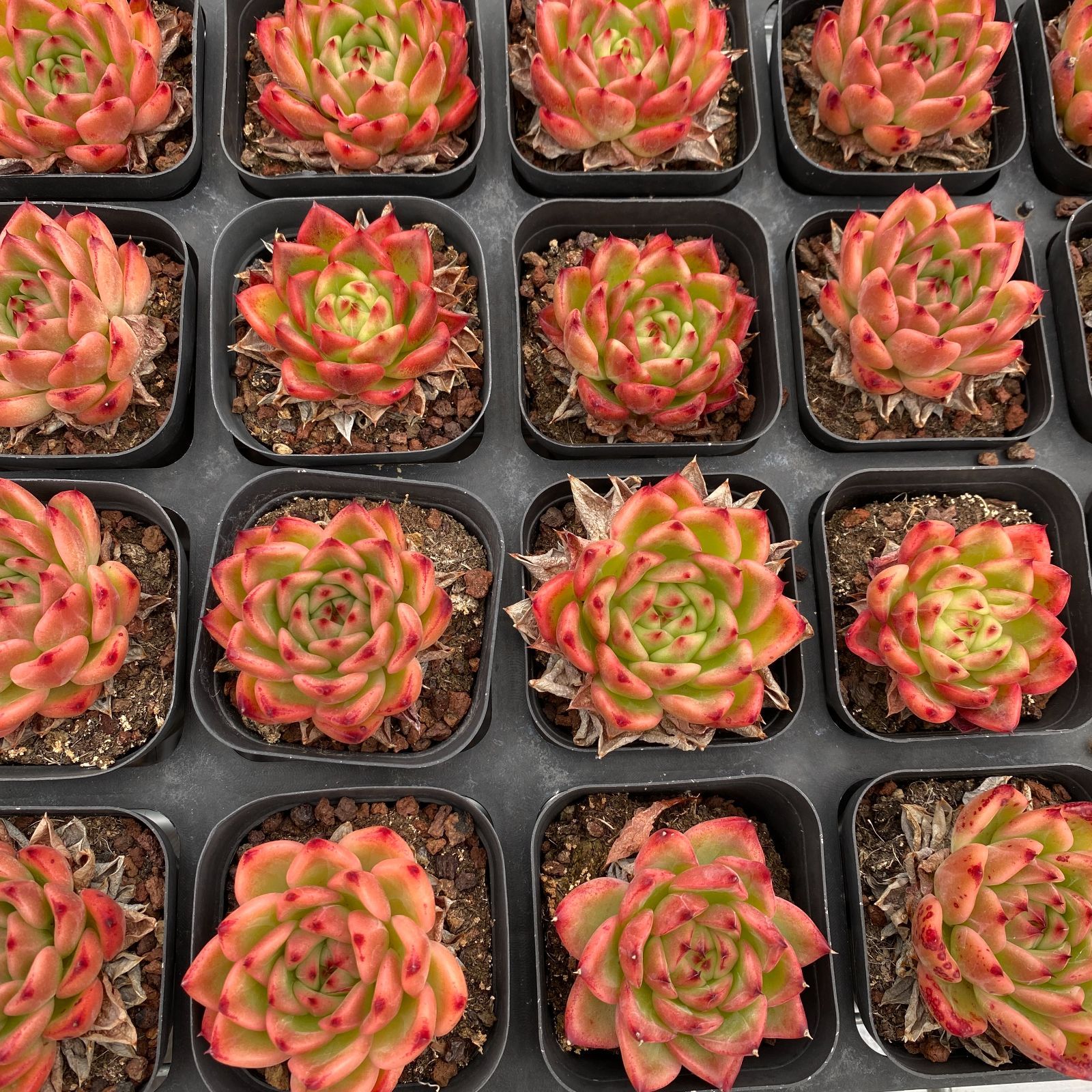 50株の抜き苗セット】レッドスター 多肉植物 佐川急便発送 エケベリア