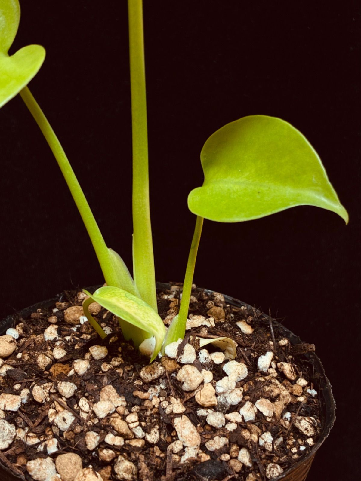 モンステラ デリシオーサ Monstera deliciosa 'Gold Monster