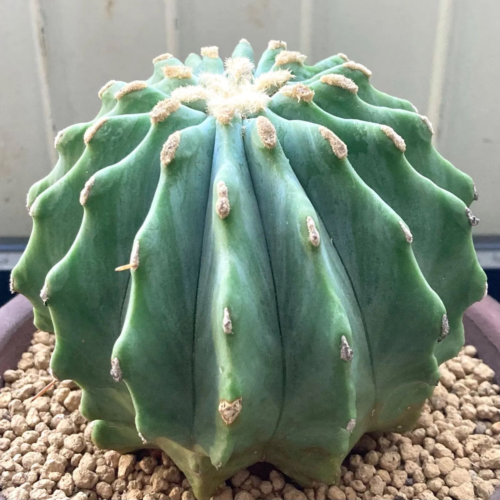 【４分頭】棘無王冠竜【王冠竜（フェロカクタス属）の突然変異種】【サボテン】 4分頭】棘無王冠竜【王冠竜（フェロカクタス属）の突然変異種】【