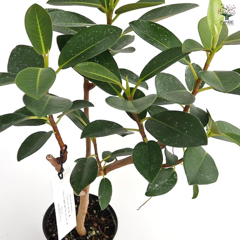 ルビギノーサ 3.5号