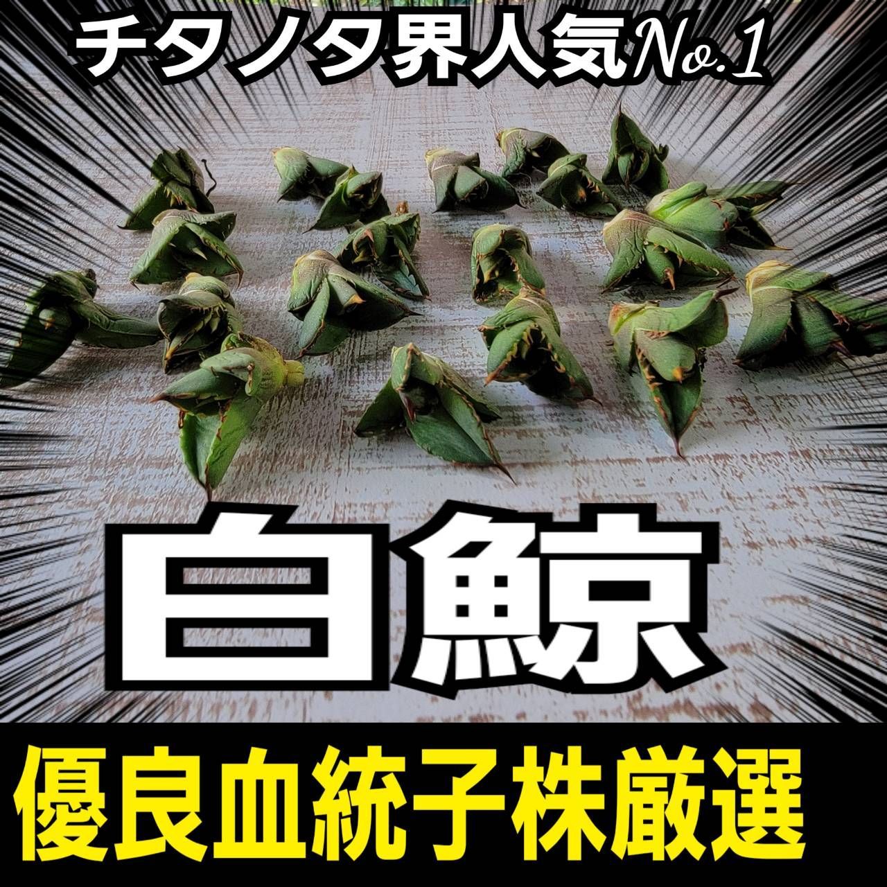アガベ チタノタ界の人気No.1 白鯨 優良血統子株厳選 肉厚で幅広の葉に 