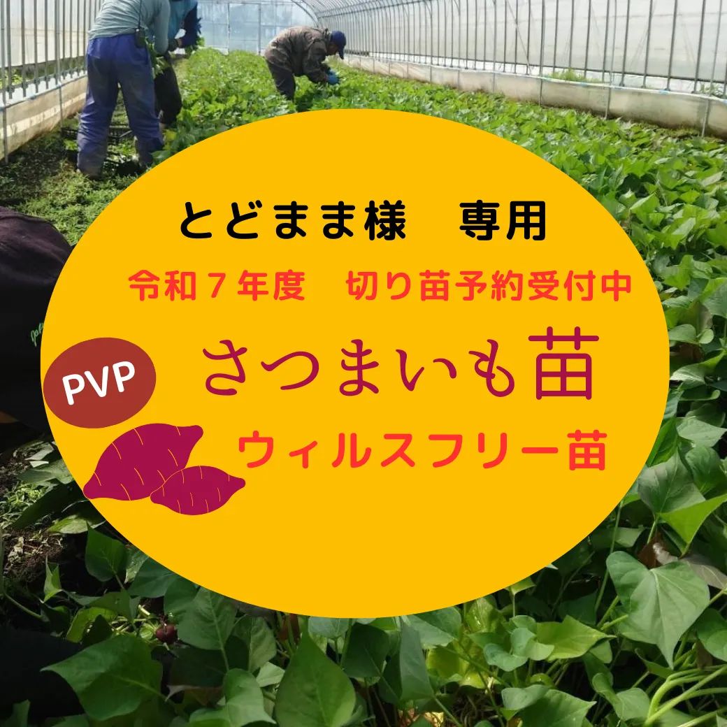 とどまま様 あまはずき 100本