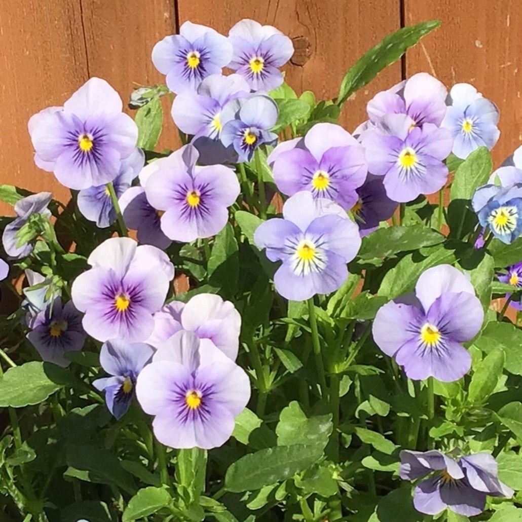 ビオラの種 おまけ付き - 花