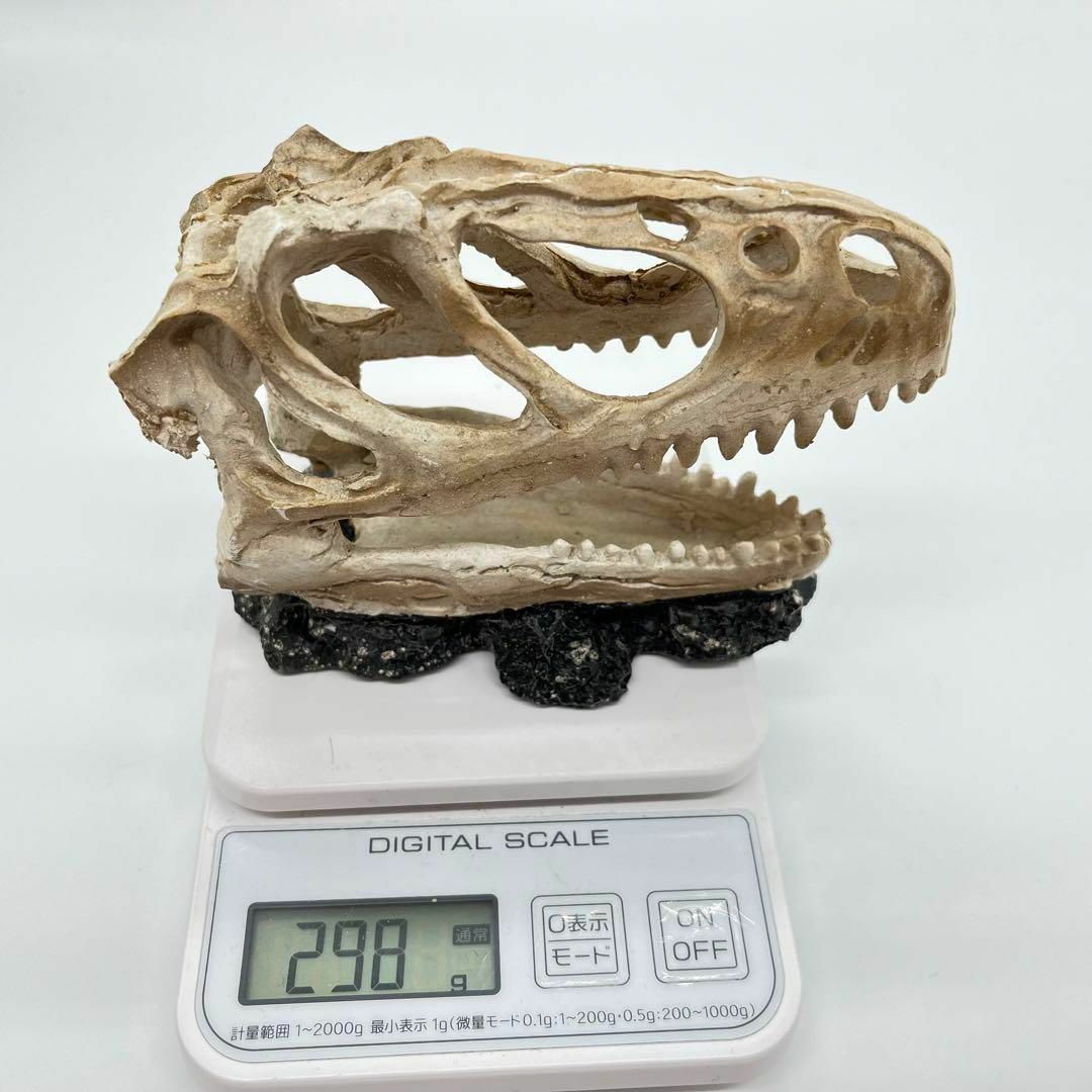 Amazon.co.jp: 【RUSSEL】ティラノサウルス 頭骸骨 レプリカ インテリア 恐竜の化石 オブジェ 剥製 骨 白骨 動物 標本 オブジェ  置物 レックス 彫刻 本格 レックス : ホーム＆キッチン
