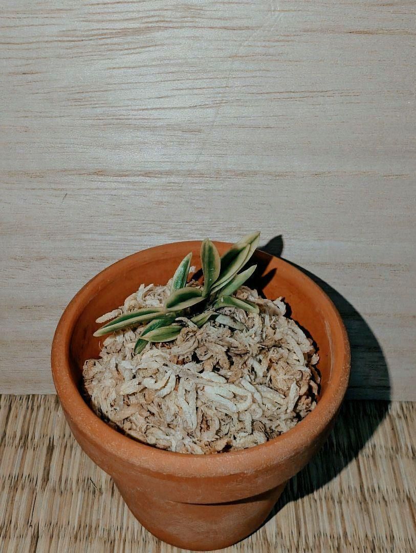 富貴蘭小丸覆輪(4本立ち)