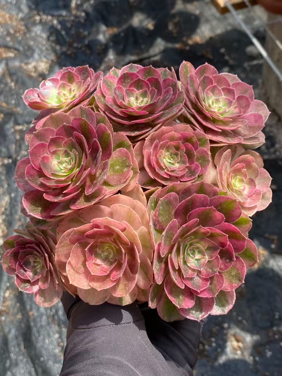 新入荷 万白錦 ZM1674×16鉢 抜き苗 多肉植物 アエオニウム エケベリア