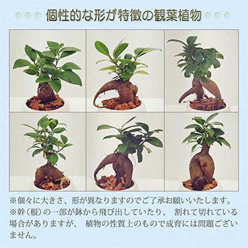 招き猫