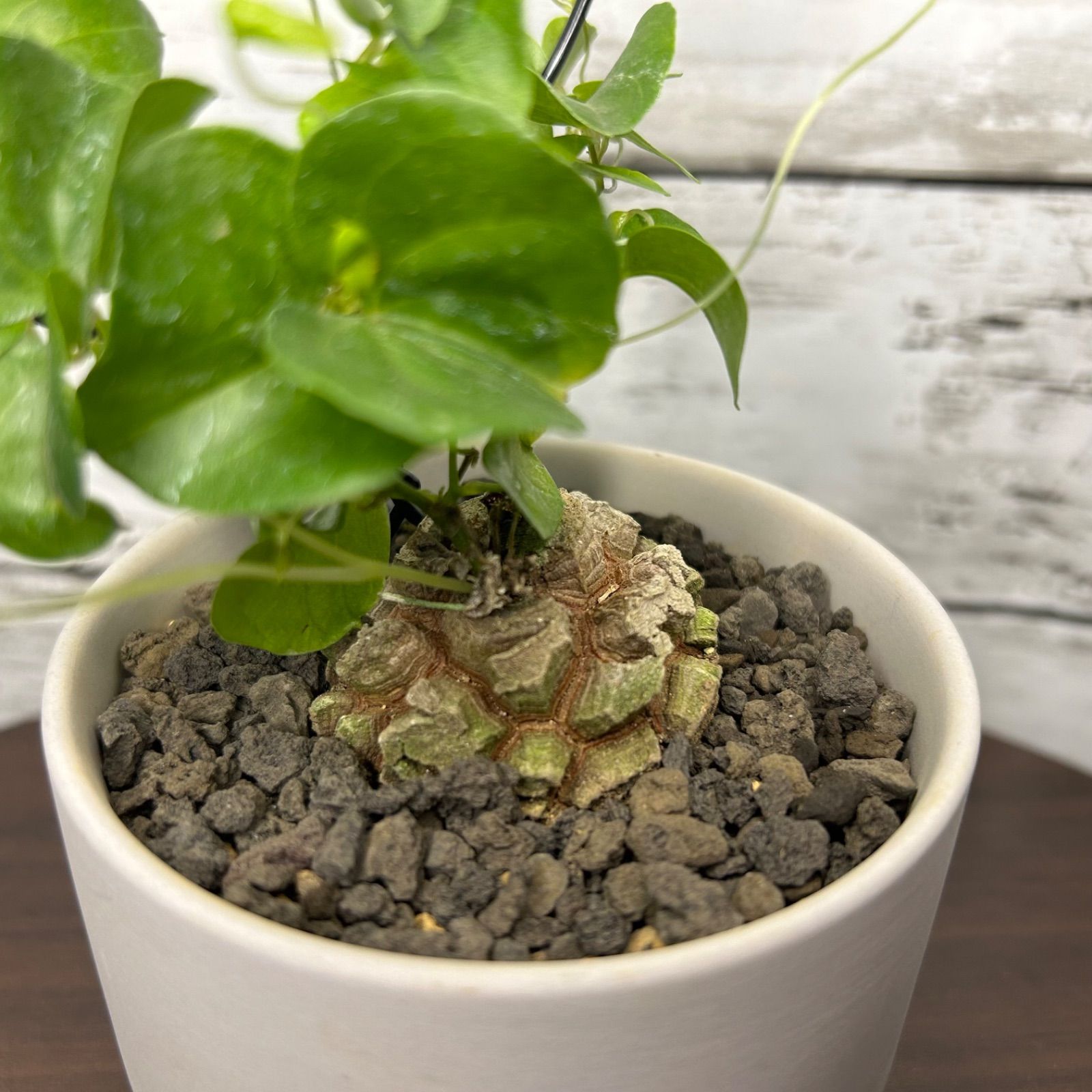 約4.5cm 3号鉢入り亀甲竜 バキバキ割れ ディオスコレア 塊根植物