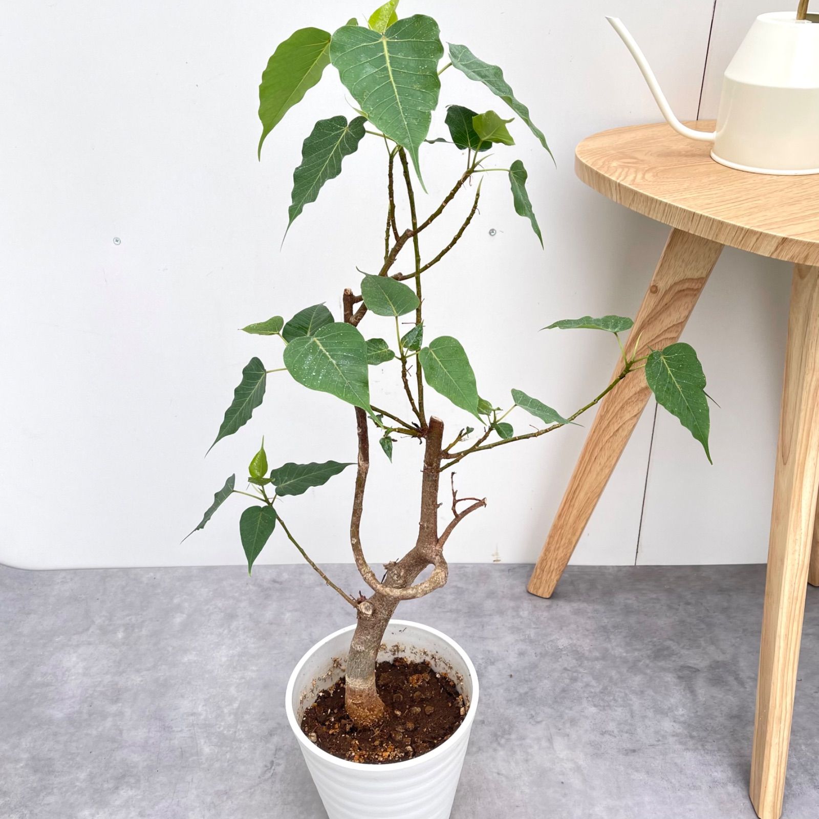 インドボダイジュ 2【現品】観葉植物 室内 7号 - メルカリ