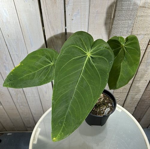 アンスリウム インシグネ 希少！ 激レア品種】アンスリウム トリロバム