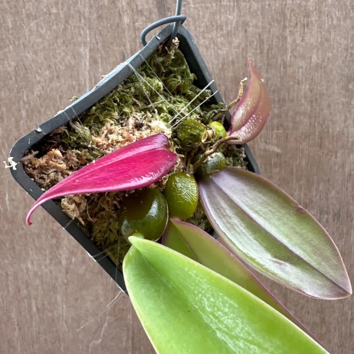 バルボフィラム ファレノプシス① Bulbophyllum phalaenopsis 現品 観葉植物 観葉 植物 珍奇植物 珍奇 珍しい レア 希少  着生ラン ラン 蘭 ハンギング 吊るす 吊り下げ インテリア おしゃれ かわいい - メルカリ