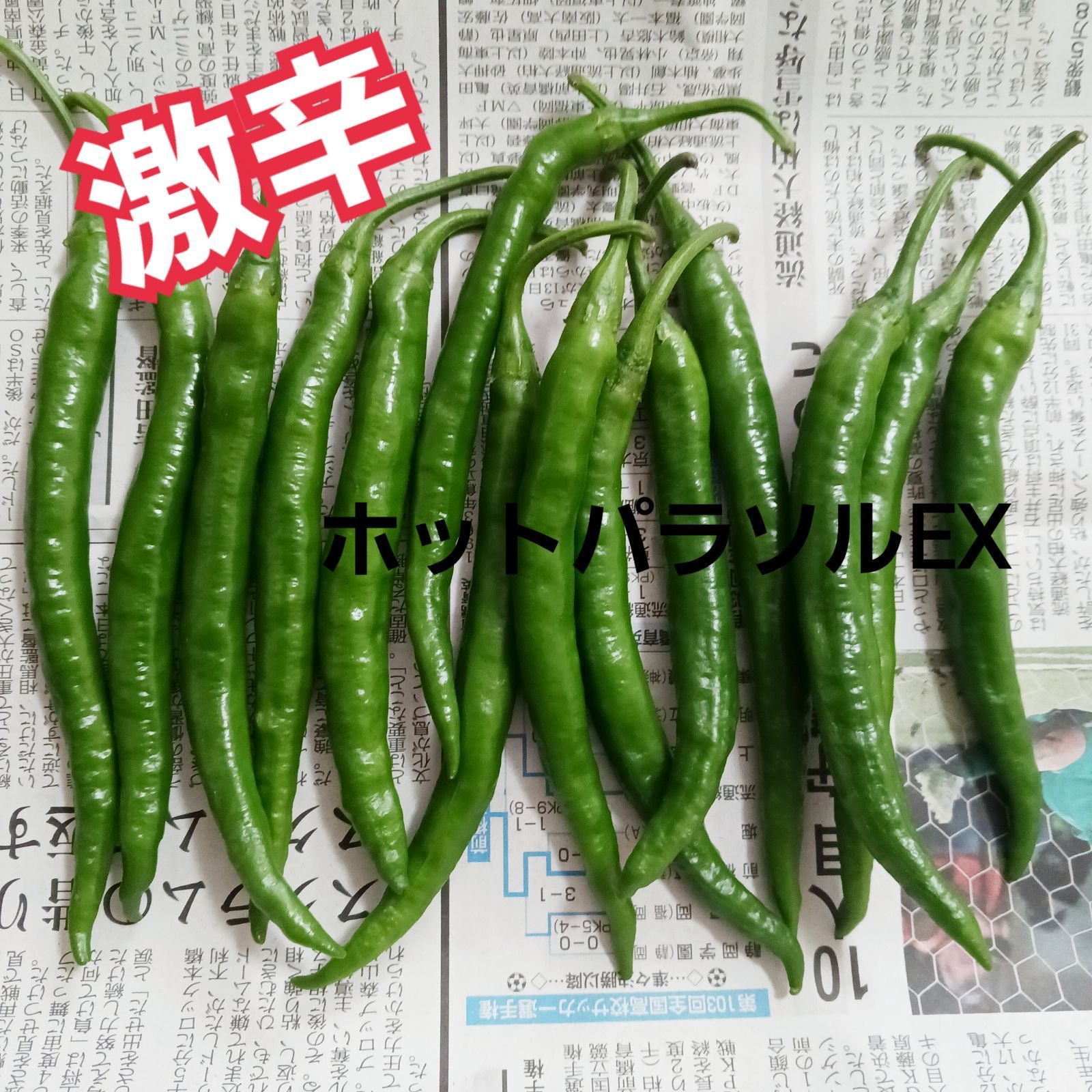 注文受け収穫する 超新鮮激辛青唐辛子1キロ200本以上 収穫当日出荷