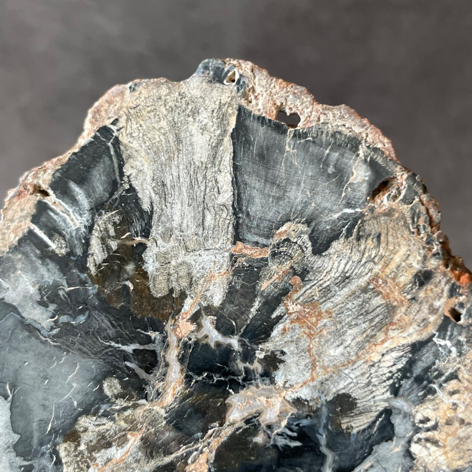 ペトリファイドウッド スラブ　珪化木　インテリア ペトリファイドウッド 珪化木|slab スラブ|天然石 パワーストーン 鉱物