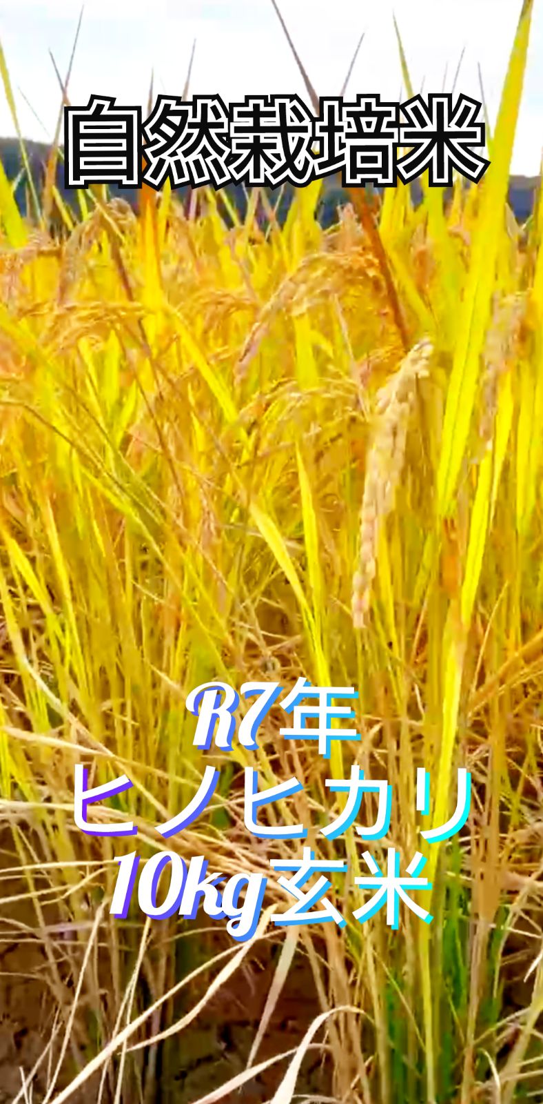 令和7年 自然栽培米 ヒノヒカリ10kg玄米