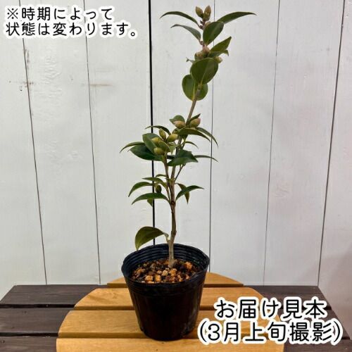 椿 椿「尾州曜変椿」接木18cmポット苗 茶花向き咲き分け品種 | 愛知