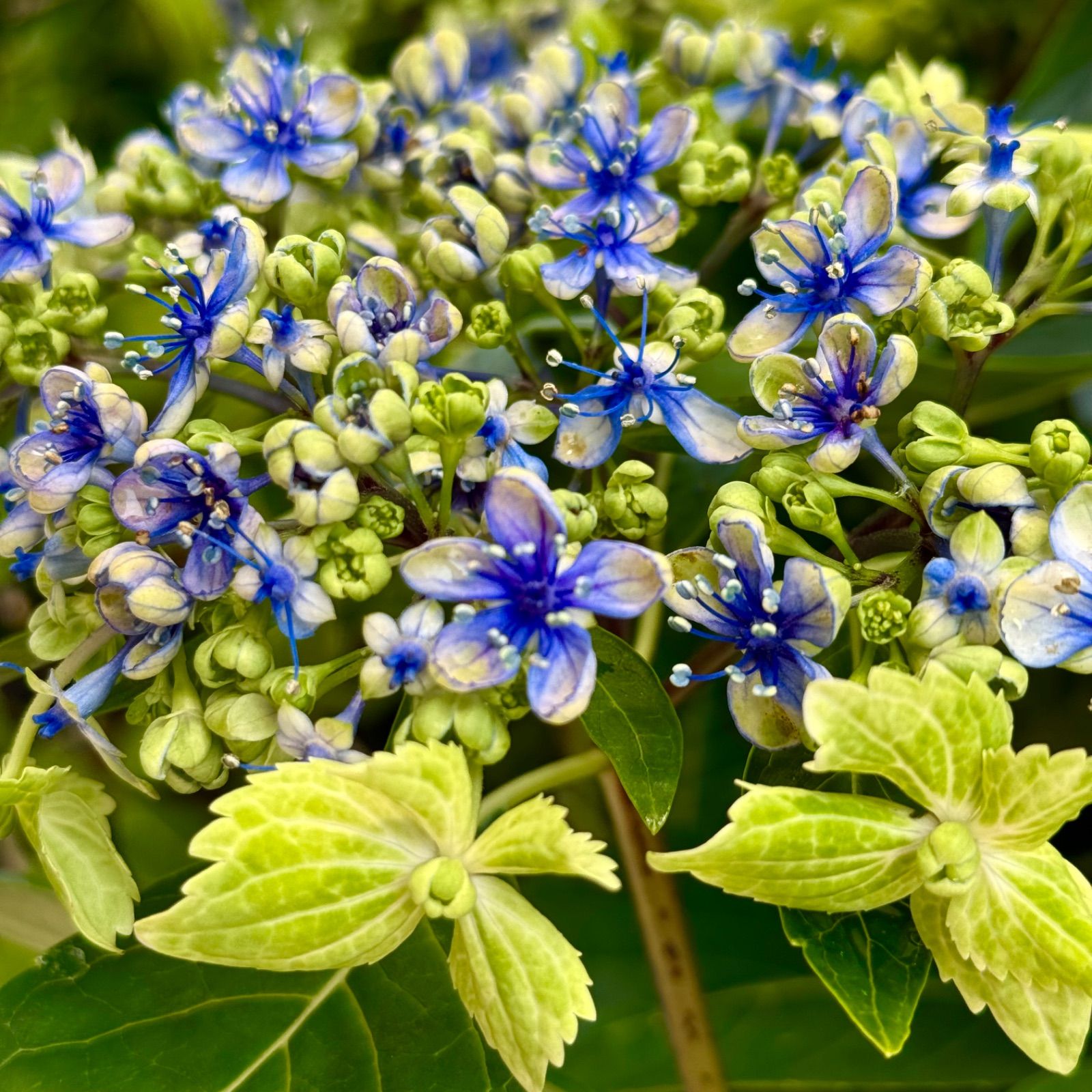 紫陽花 大島緑花 SALE品 （5号鉢）レア品種 ガクアジサイ 紫陽花 鉢花 アジサイ 伊豆大島で発見された珍しい紫陽花